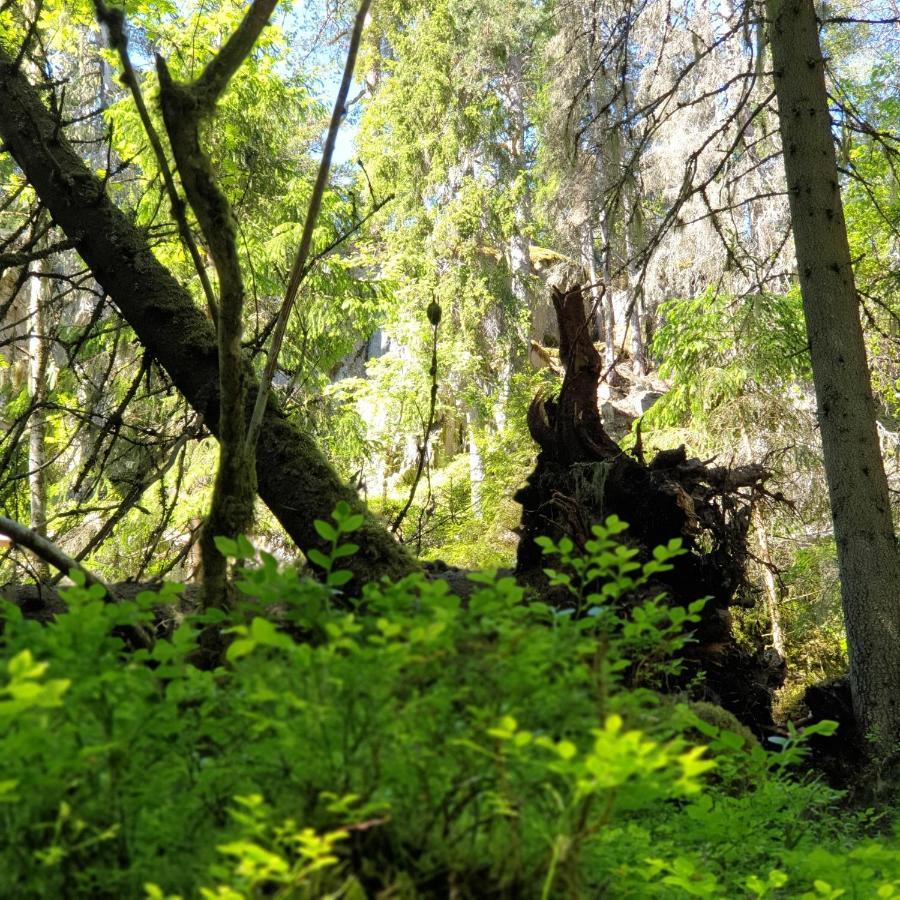 Cabin Near Lake And Beautiful Nature Reserve. Bodafors エクステリア 写真